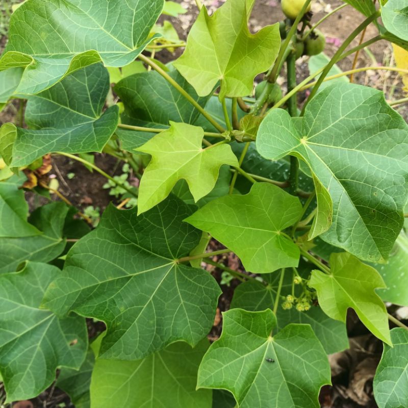 

Daun Jarak Segar Alami 50 Lembar
