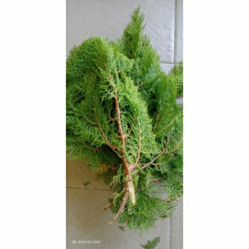 

DAUN SEGAR CEMARA KIPAS FRESH SATU KG