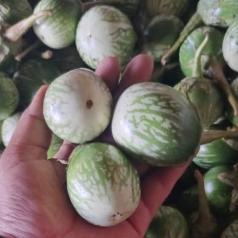 

TERONG COEL FRESH GARUT 1KG/2kg