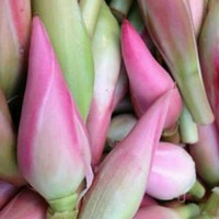 

Kincung kecombrang bunga Rias Honje segar 250 Gram