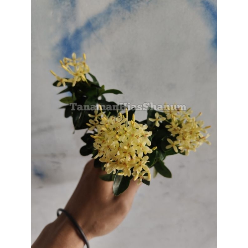 Promo COD bibit bunga Asoka jambon bunga kuning - bibit pohon asoka - bunga Asoka - tanaman Asoka - 