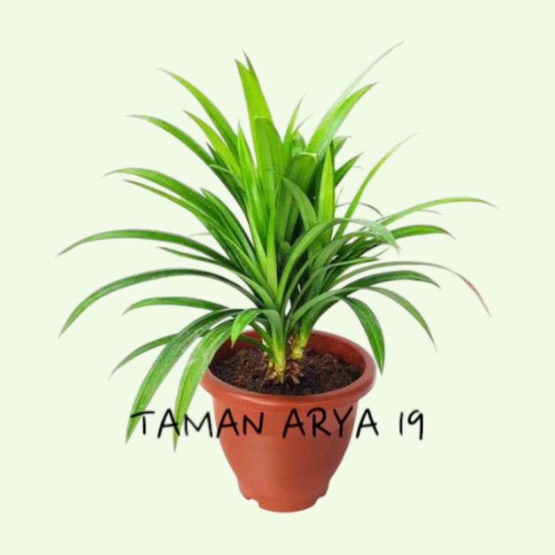 Tanaman pandan wangi daun pandan wangi