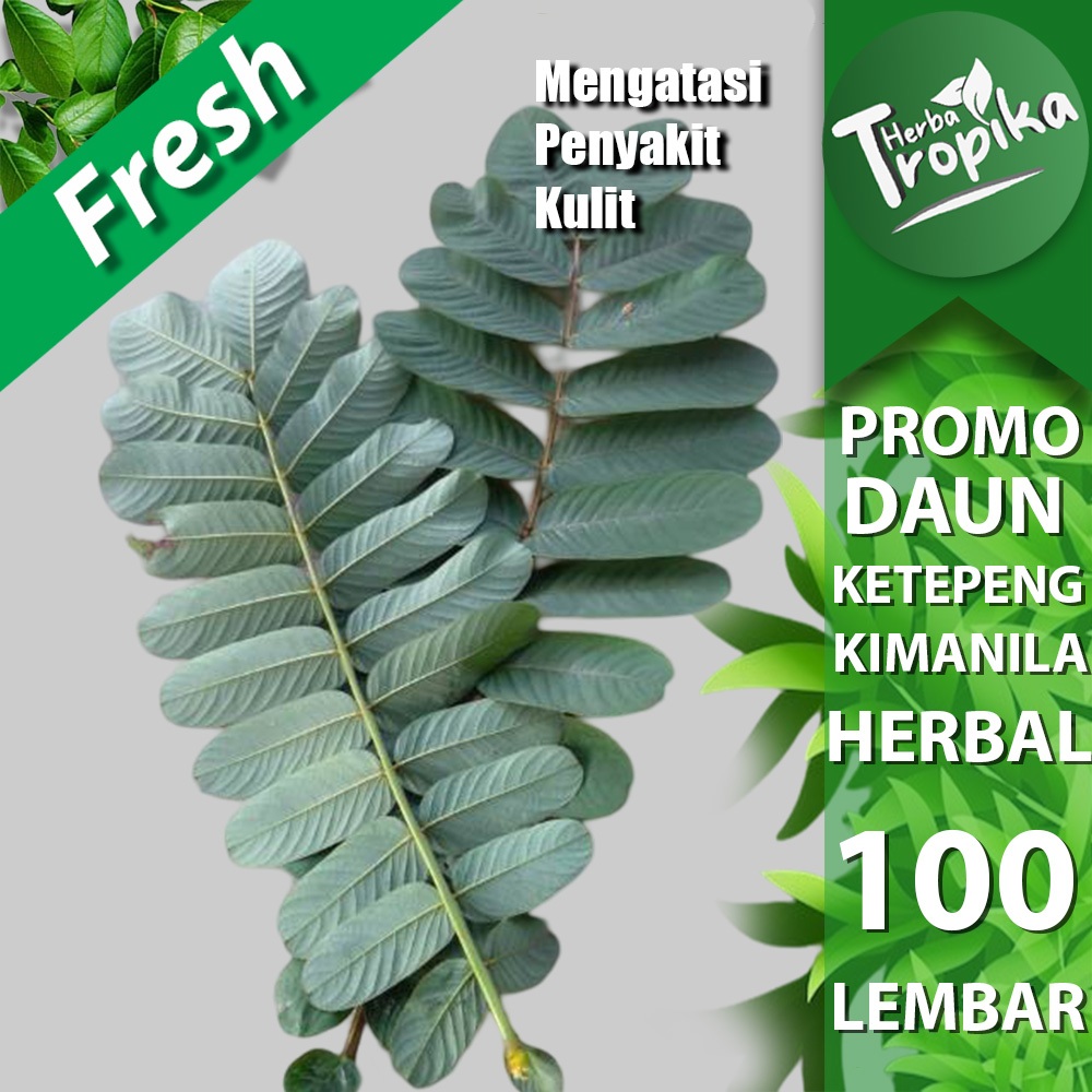

Daun Kimanila/Ketepeng Fresh herbal 100 lembar toko herba tropika