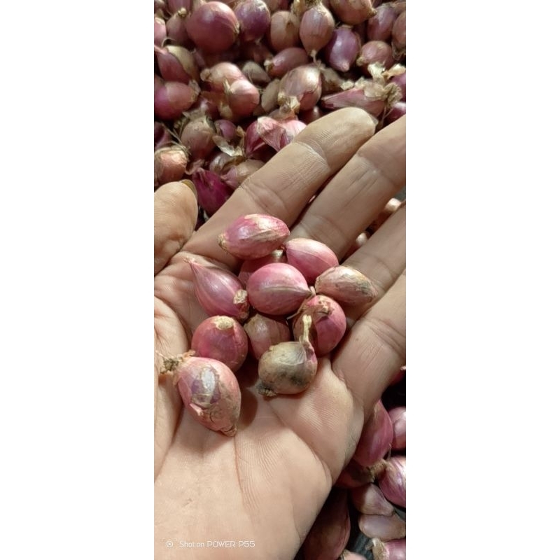 

bawang merah kecil varian 100gr 250gr 500gr