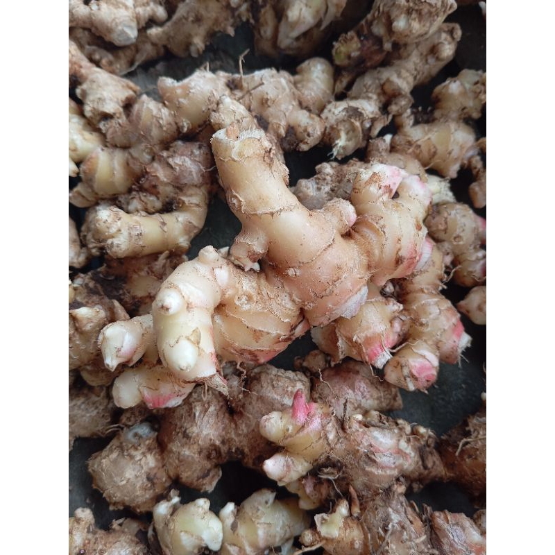 

Jahe Emprit Super 1000gr (1kg)