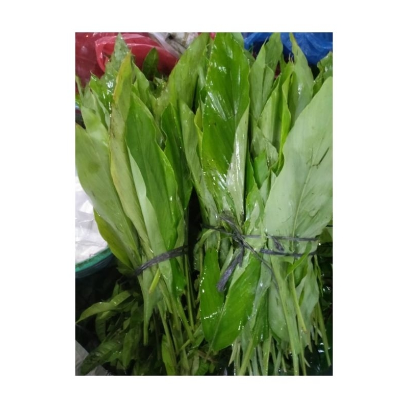 

Daun Kunyit Segar 1KG