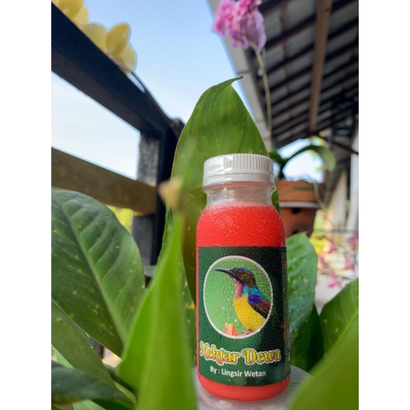 NEXTAR DEWA,TANPA KROTO BURUNG TETAP GACOR