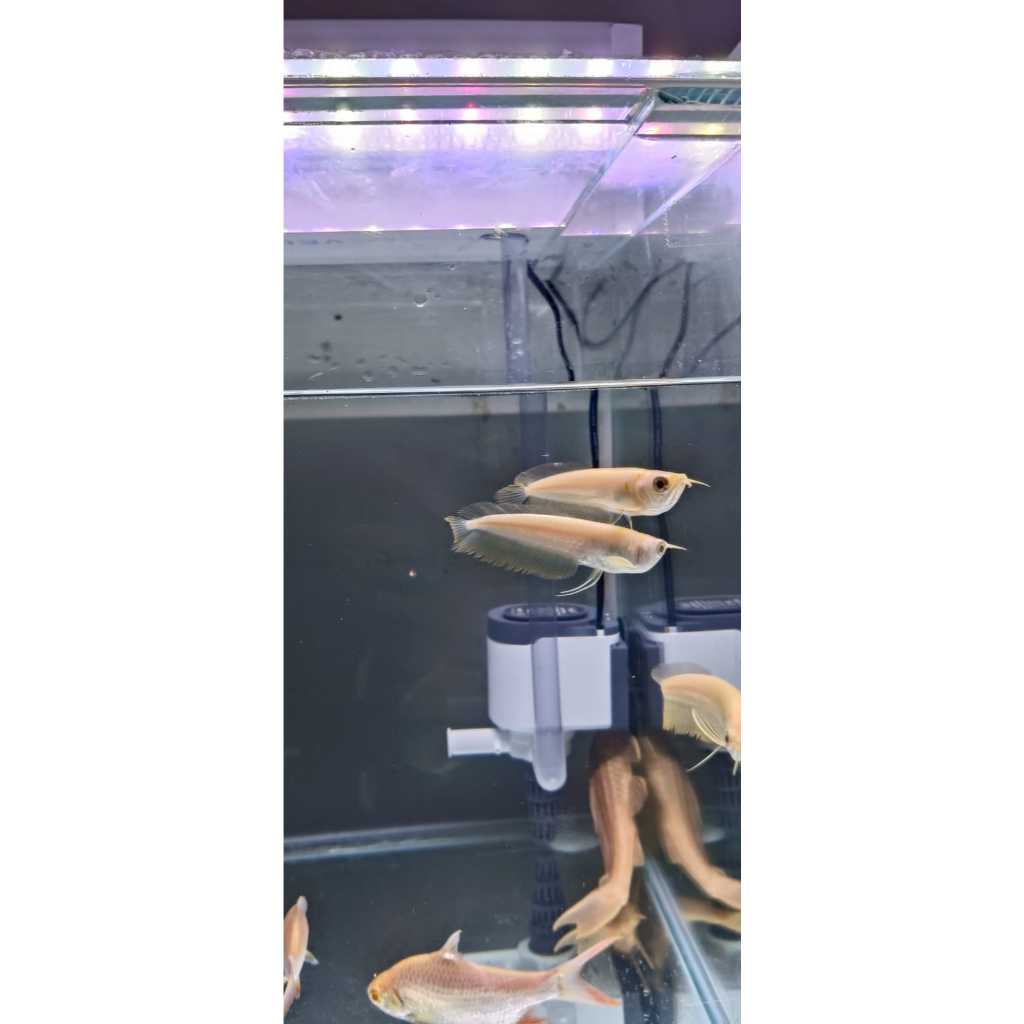 hiasan  arwana Silver Albino 11-13cm garansi pengiriman IKAN HIAS MAKMUR