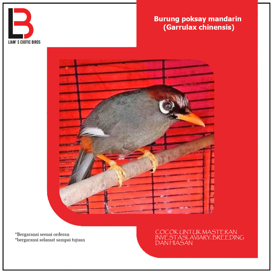 Poksay Mandarin Betina Siapan Pilihan Mulus