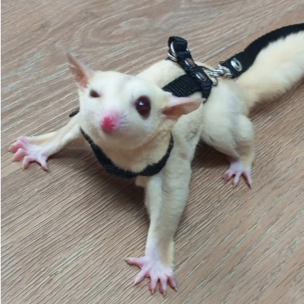 ADEWAP GLIDER Harness H Tali Penuntun Sugar Glider