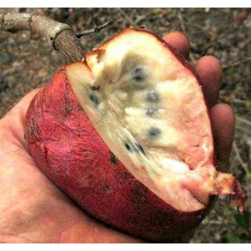 Bibit Srikaya Merah San Pablo Murah