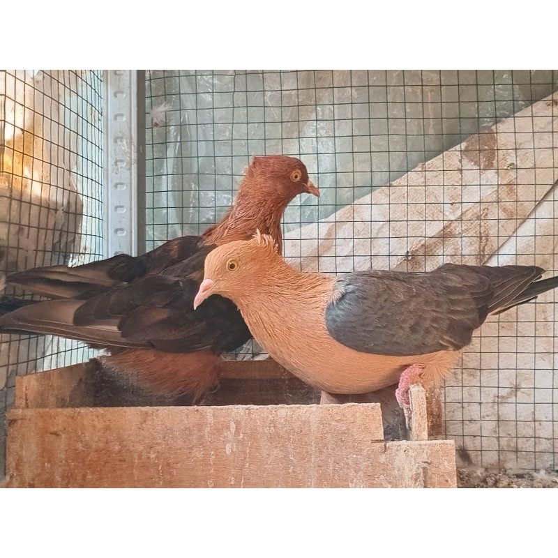 Burung Merpati Hias Archangel Sepasang