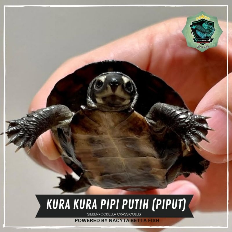 Kura Kura Pipi Putih (Piput)