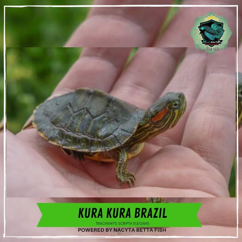 Kura Kura Brazil