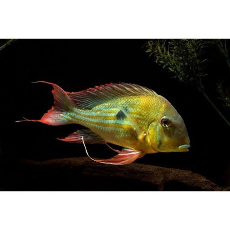 geophagus winemilleri