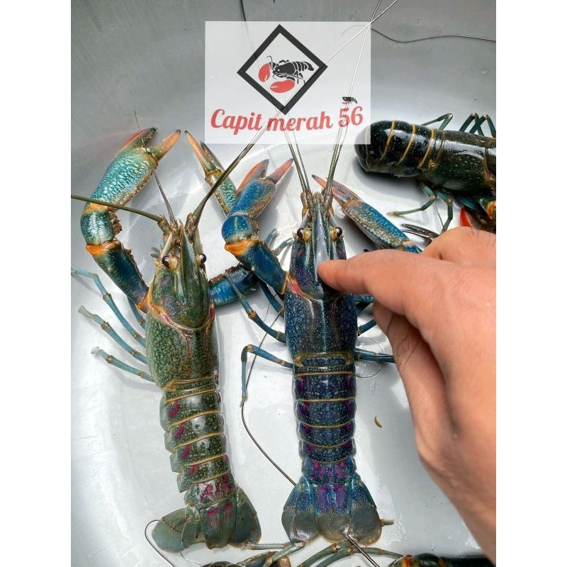 lobster air tawar indukan size 5 inch up isi 3 betina 2 jantan Grade A+