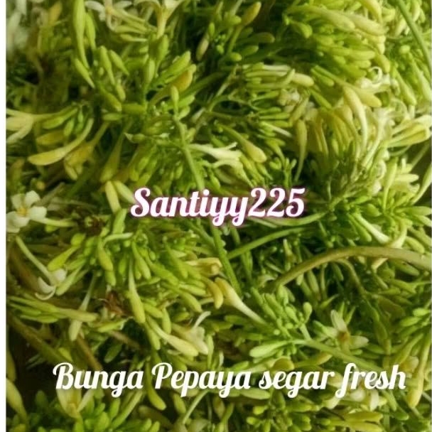 

Bunga pepeya segar