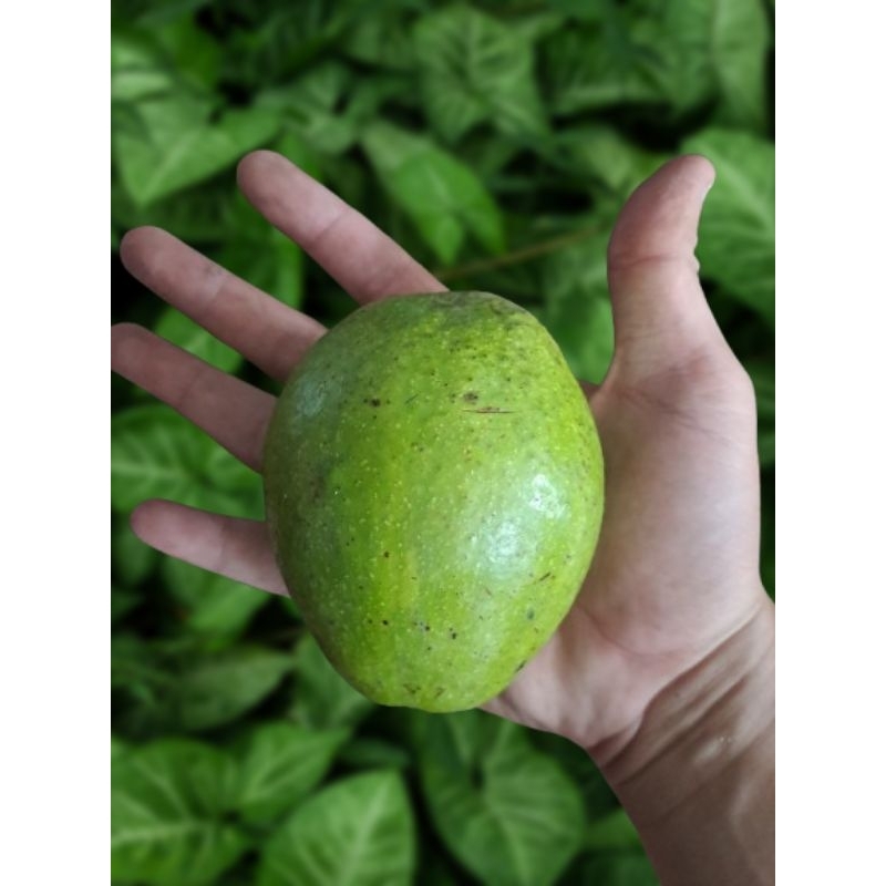 

ALPUKAT 4 SAMPAI 5 BUAH PER 1 KILO
