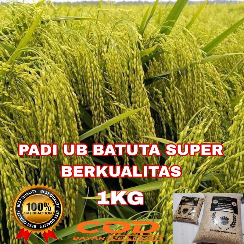 BENIH/BIBIT PADI UB 2 BATUTA SUPER UNGGUL BERKUALITAS 1KG.