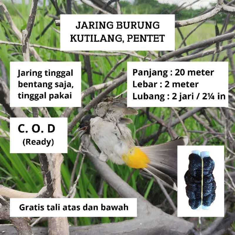 JARING BURUNG KUTILANG PIKAT BURUNG PERKUTUT JARING BURUNG WARNA HITAM JARING BURUNG SAWAH