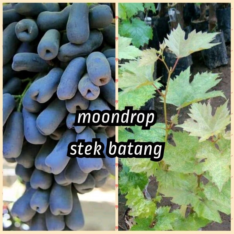BIBIT ANGGUR IMPOR MOONDROP SUPER