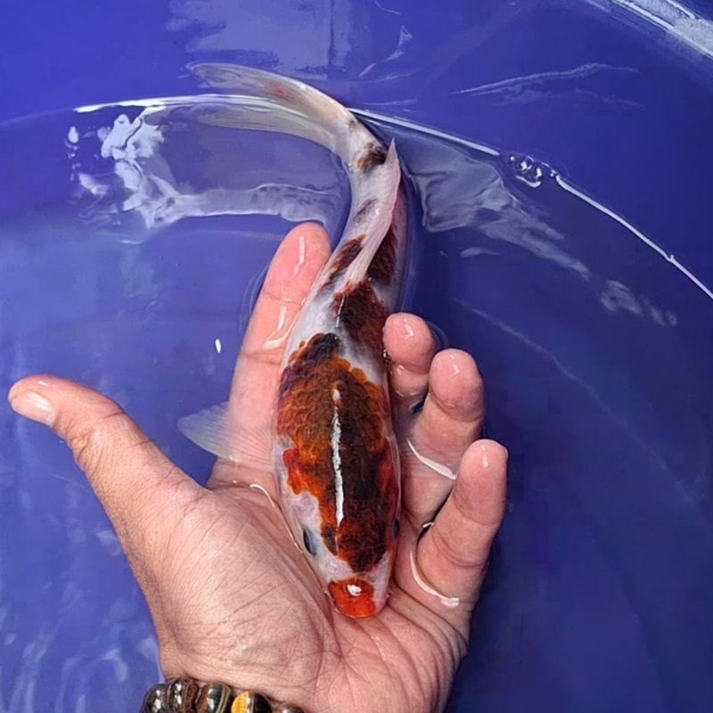 Ikan Koi Blitar Jenis Goromo / Rumah Koi Jakarta / kode 0024