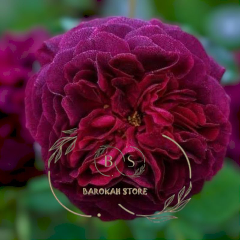 Mawar import ungu tua monsetadwood indukan