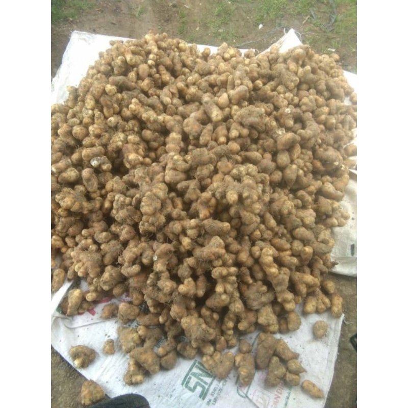 

Umbi gembili 5 kg,siap olah/siap masak.