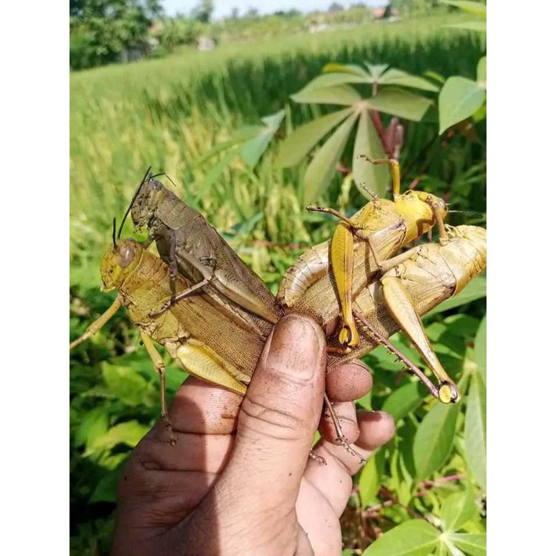 

walang kayu/hidup/botolan 750g