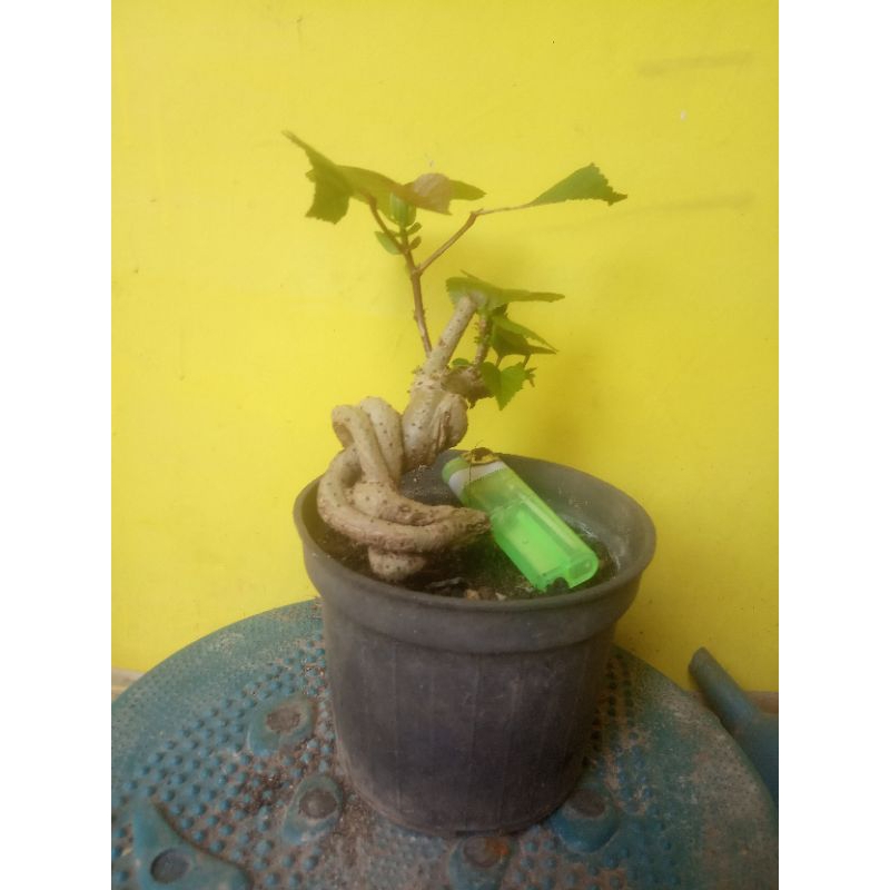 Bonsai Mame Waru Taiwan