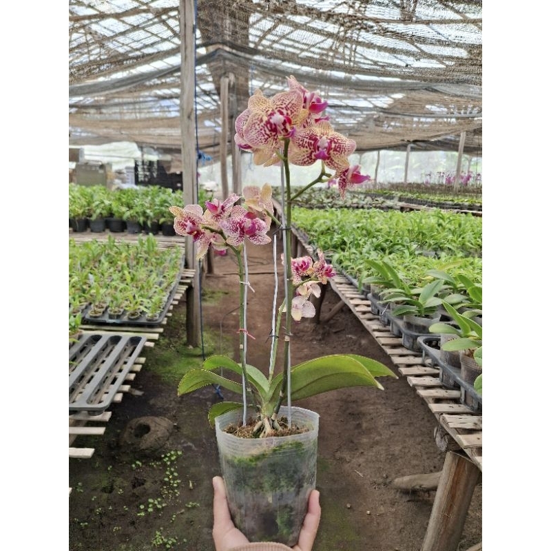 Anggrek Bulan Kuning Mini