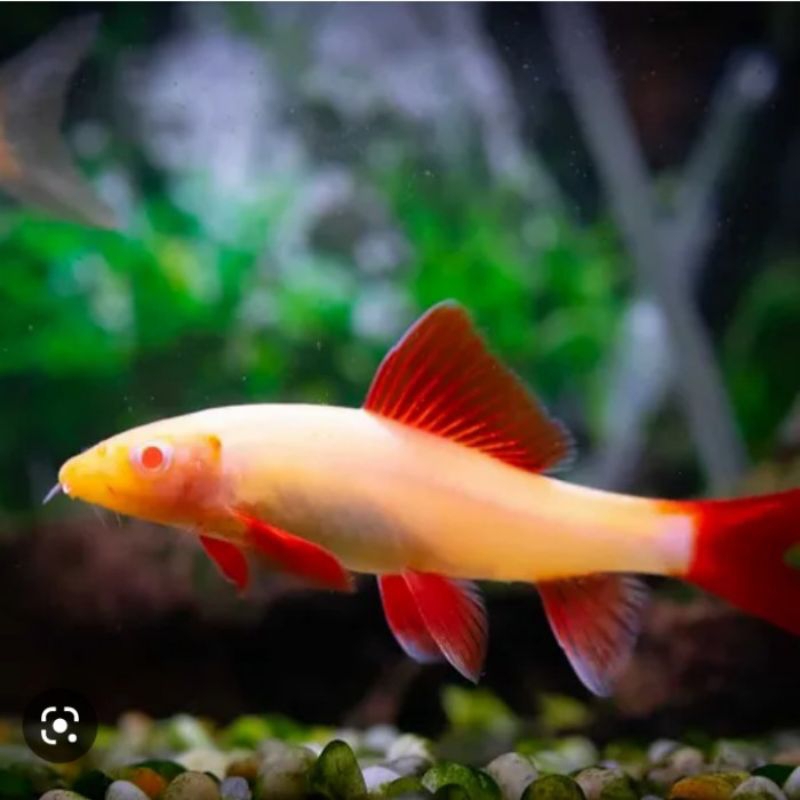 ikan hias redfin albino neocaridina hiasan aquarium