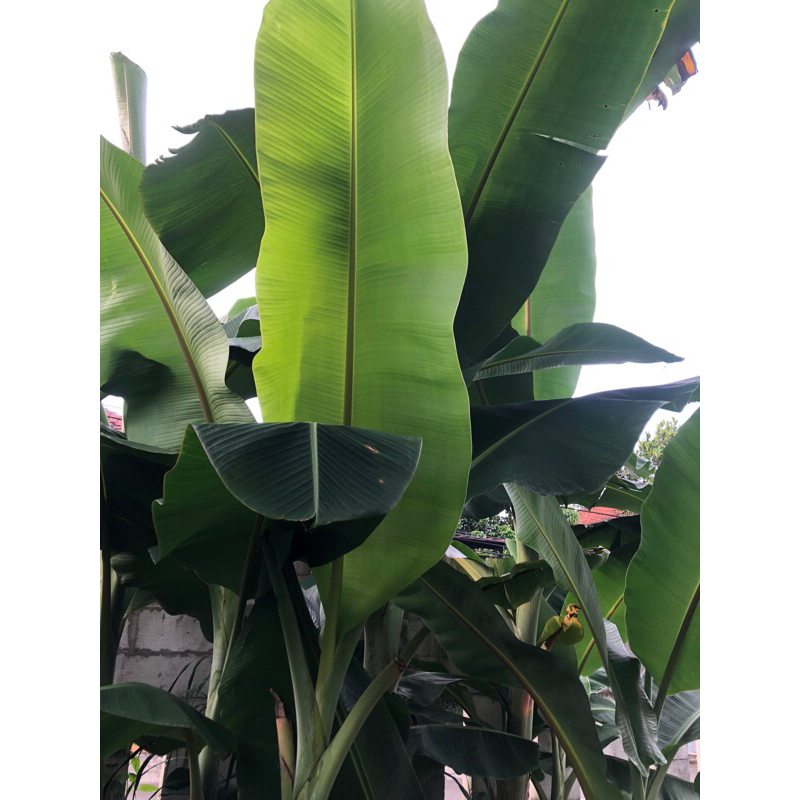

Daun pisang segar jumbo tua muda perlembar