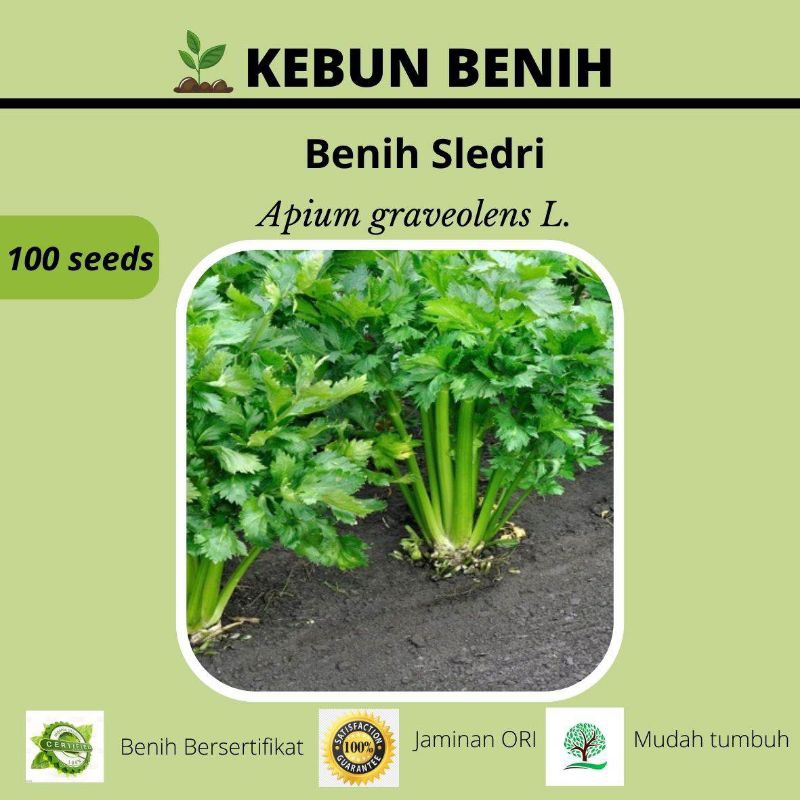 benih seledri jumbo