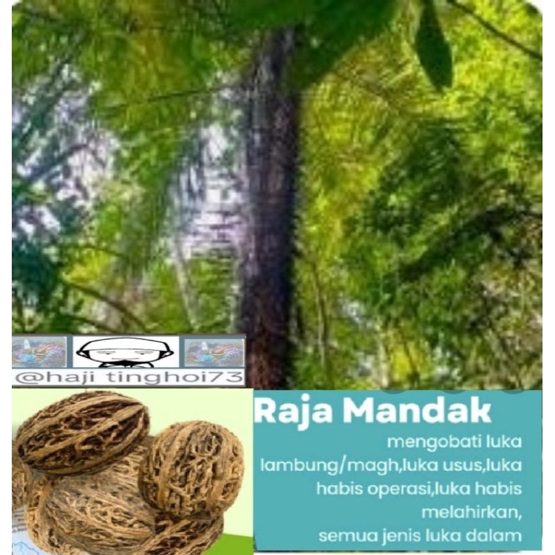 

buah raja mandak kalteng kualitas super