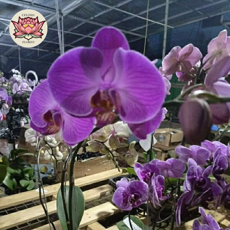 PROMO! Anggrek bulan bunga Ungu - Dewasa siap Berbunga