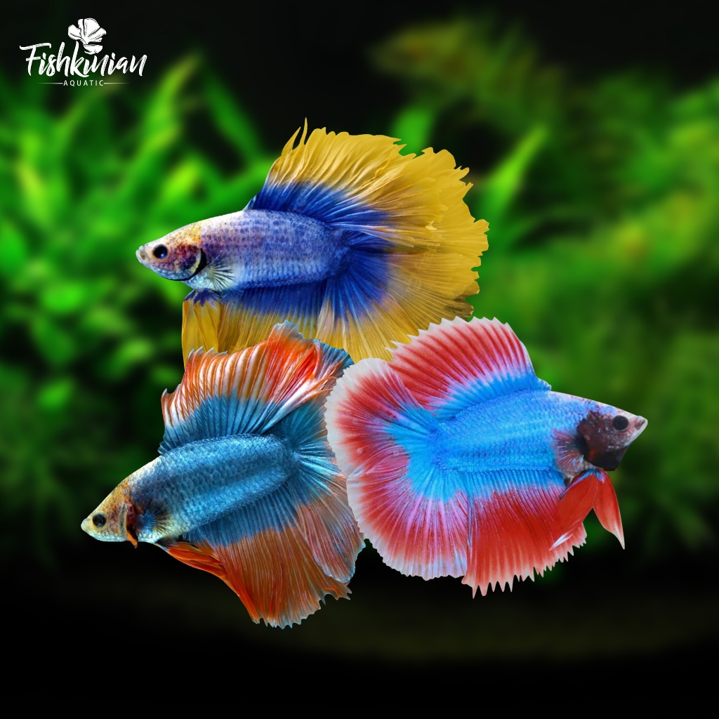 Ikan Cupang Halfmoon Double Tail (HMDT) Mascot Grade A