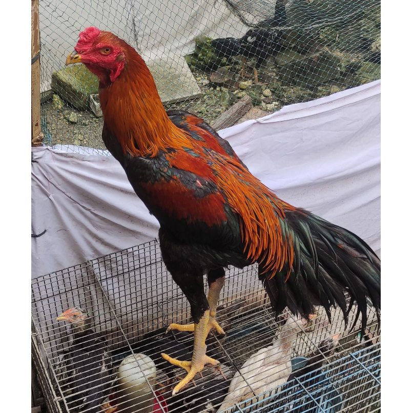 

Ayam Wiring Kuning Telur Fertil