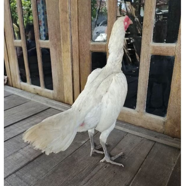 AYAM BETINA BK x MANGON