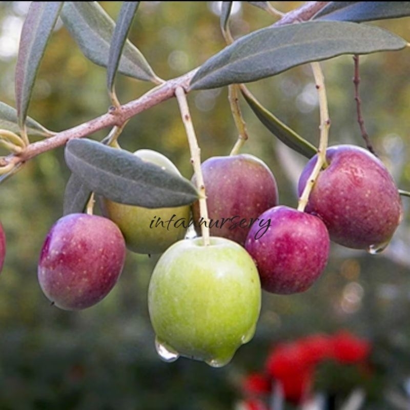 Tanaman Zaitun - Pohon Olive - Tanaman Buah Zaitun