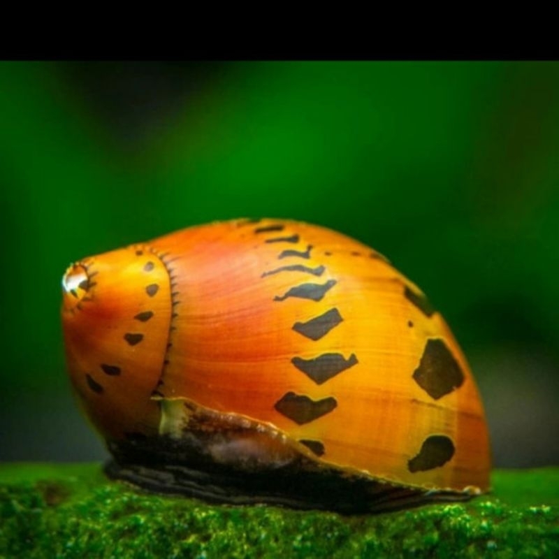 Tanaman Keong Hias Bawang Aquascape/Keong Pembersih Aquascape/Keong Pemakan Alga