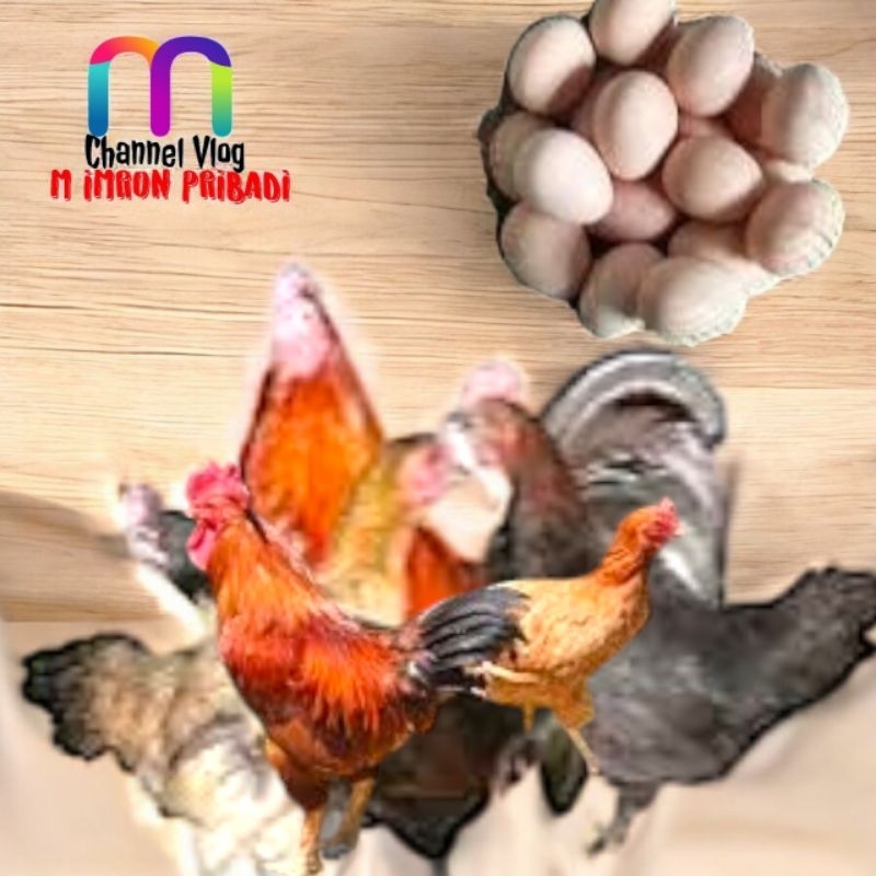 

IMRON PRIBADI Paket 20 Pcs TELUR FERTIL AYAM KUB2 Jalur PEDAGING Kwalitas Super Jaminan Menetas Hasil Peternak Profesional