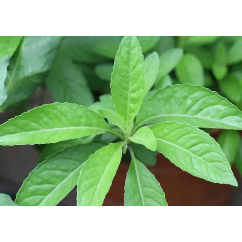 

daun sambung nyawa super 100 lembar segar daun dewa