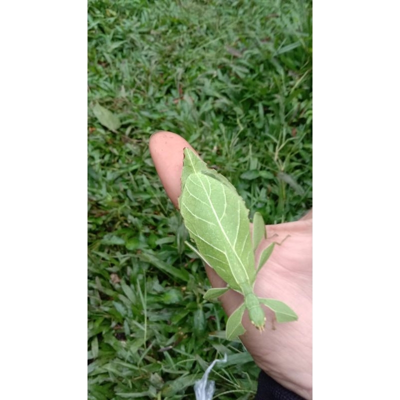 Belalang daun hidup