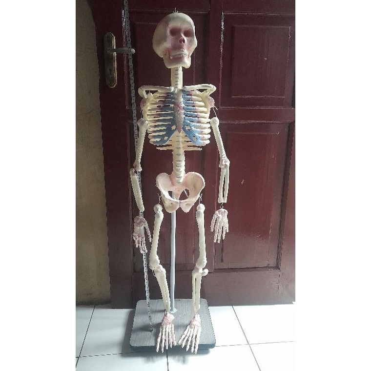 KODE X38X MODEL KERANGKA MANUSIA MINI KERANGKA MANUSIA MODEL ANAK  ANAK