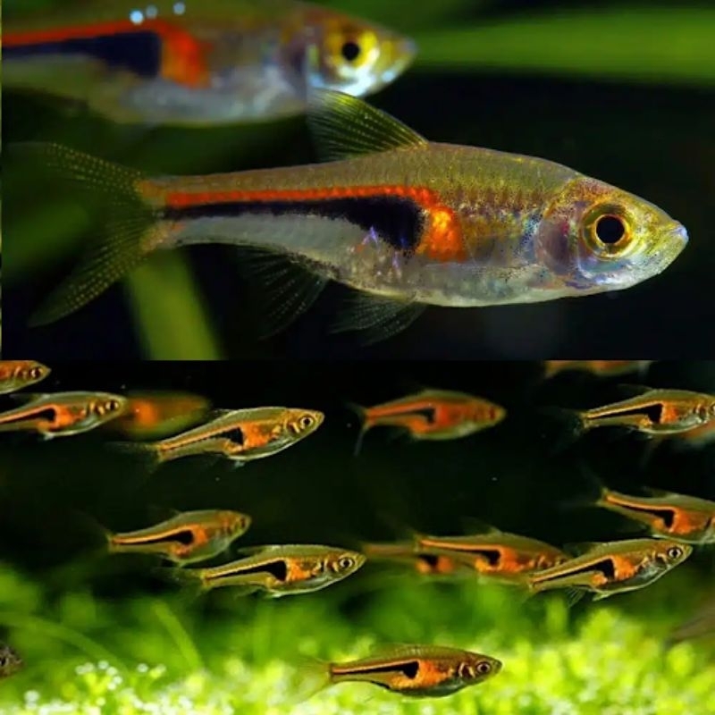 Rasbora hengeli