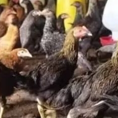 AYAM KAMPUNG KUB 2 JANAKA /PULET( BETINA) USIA 3 BULAN