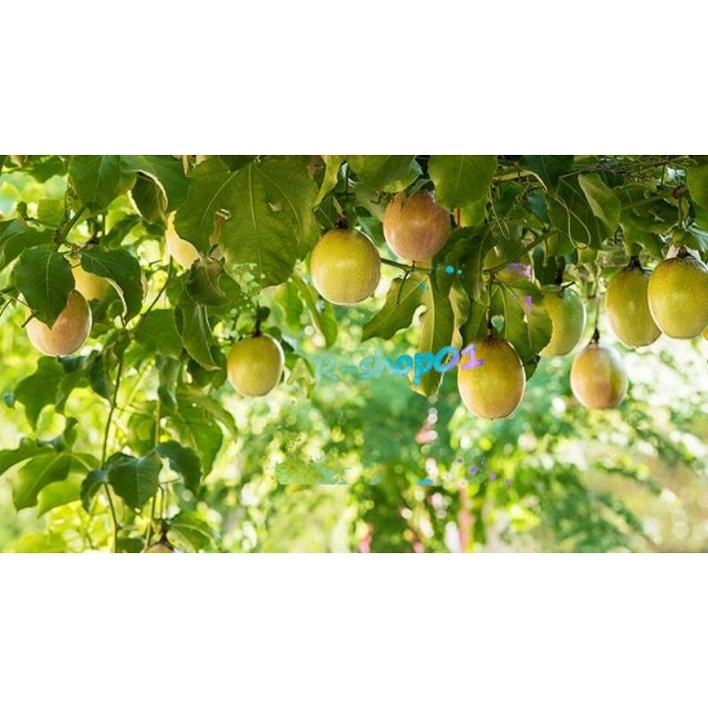 

jual buah markisa fress per 1 biji | markisa segar di petik saat order