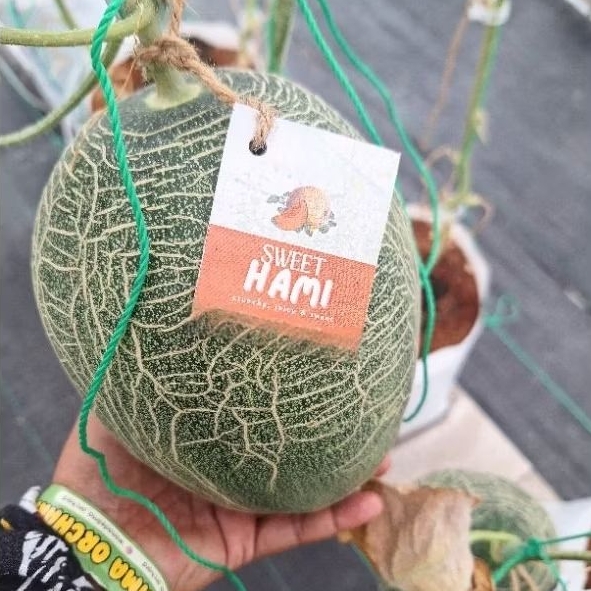 Biji Melon Jepang Sweet Hami, isi 15 seed