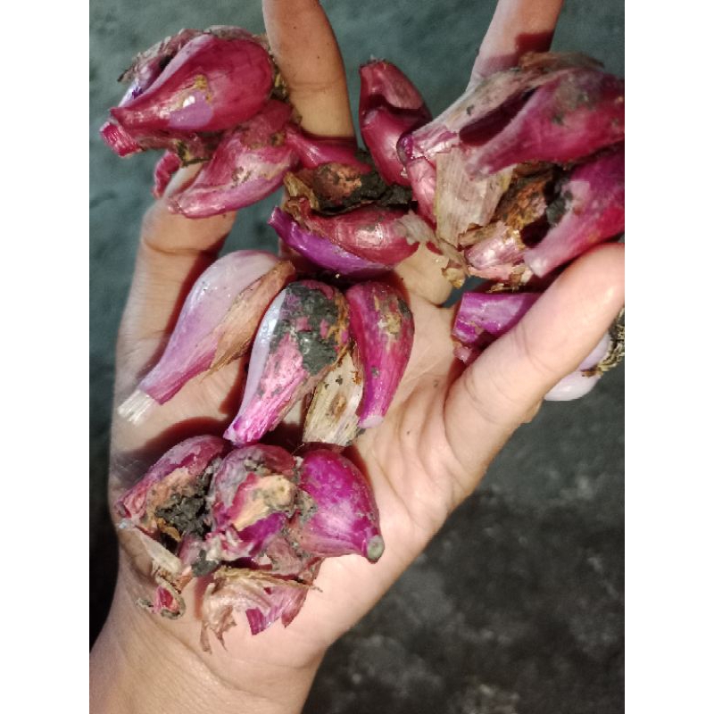 

Bawang Merah Nganjuk